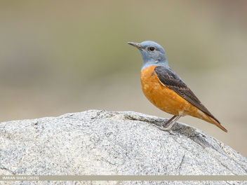 Rufous-tailed Rock-thrush (Monticola saxatilis) - image #463915 gratis